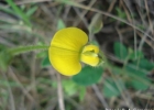 <i>Crotalaria hilariana</i> Benth. [Fabaceae]