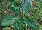 <i>Chaptalia exscapa</i> (Pers.) Baker [Asteraceae]