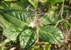 <i>Chaptalia exscapa</i> (Pers.) Baker [Asteraceae]