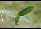 <i>Macroptilium prostratum</i> (Benth.) Urb. [Fabaceae]