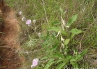 <i>Lessingianthus macrocephalus</i> (Less.) H.Rob. [Asteraceae]