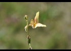 <i>Macroptilium prostratum</i> (Benth.) Urb. [Fabaceae]