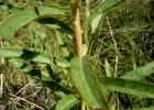 <i>Chrysolaena cognata</i> (Less.) Dematt. [Asteraceae]