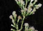 <i>Baccharis coridifolia</i> DC. [Asteraceae]