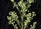 <i>Baccharis coridifolia</i> DC. [Asteraceae]