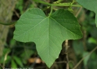 <i>Passiflora morifolia</i> Mast. [Passifloraceae]