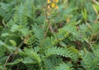 <i>Adesmia latifolia</i> (Spreng.) Vogel [Fabaceae]