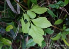 <i>Paullinia trigonia</i> Vell. [Sapindaceae]