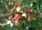 <i>Paullinia trigonia</i> Vell. [Sapindaceae]