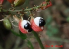 <i>Paullinia trigonia</i> Vell. [Sapindaceae]