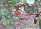 <i>Paullinia trigonia</i> Vell. [Sapindaceae]