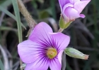 <i>Oxalis articulata</i> Savigny [Oxalidaceae]