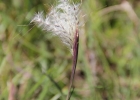 <i>Andropogon ternatus</i> (Spreng.) Nees [Poaceae]