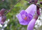 <i>Jacaranda puberula</i> Cham. [Bignoniaceae]