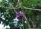 <i>Jacaranda puberula</i> Cham. [Bignoniaceae]