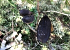 <i>Jacaranda puberula</i> Cham. [Bignoniaceae]