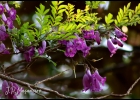 <i>Jacaranda puberula</i> Cham. [Bignoniaceae]