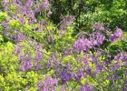 <i>Jacaranda puberula</i> Cham. [Bignoniaceae]