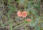 <i>Macroptilium erythroloma</i> (Mart. ex Benth.) Urb. [Fabaceae]
