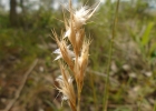 <i>Danthonia cirrata</i> Hack. & Arechav. [Poaceae]