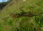 <i>Andropogon virgatus</i> Desv. ex Ham. [Poaceae]