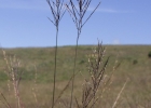 <i>Axonopus suffultus</i> (Mikan ex Trin.) Parodi [Poaceae]