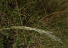 <i>Digitaria insularis</i> (L.) Fedde [Poaceae]