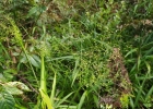 <i>Homolepis glutinosa</i> (Sw.) Zuloaga & Soderstr. [Poaceae]