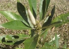 <i>Piptocarpha axillaris</i> (Less.) Baker [Asteraceae]