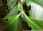<i>Rudgea jasminoides</i> (Cham.) Müll. Arg. [Rubiaceae]