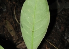 <i>Rudgea jasminoides</i> (Cham.) Müll. Arg. [Rubiaceae]