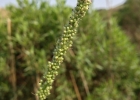 <i>Setaria vaginata</i> Spreng. [Poaceae]