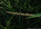 <i>Setaria vaginata</i> Spreng. [Poaceae]