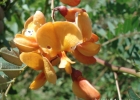 <i>Sesbania punicea</i> (Cav.) Benth. [Fabaceae]