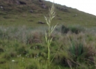<i>Polypogon elongatus</i> Kunth in Humb. [Poaceae]