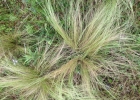 <i>Stipa filiculmis</i> Delile [Poaceae]