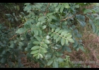 <i>Schinus terebinthifolius</i> Raddi [Anacardiaceae]