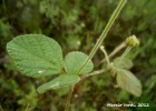 <i>Rhynchosia corylifolia</i> Mart. ex Benth. [Fabaceae]