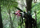 <i>Billbergia alfonsi-joannis</i> Reitz [Bromeliaceae]