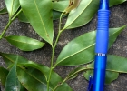 <i>Guatteria australis</i> A.St.-Hil. [Annonaceae]