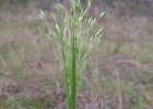 <i>Panicum olyroides</i> Kunth [Poaceae]