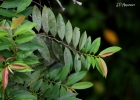 <i>Guatteria australis</i> A.St.-Hil. [Annonaceae]