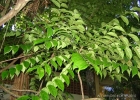 <i>Phyllanthus riedelianus</i> MÃ¼ll. Arg.  [Phyllanthaceae]