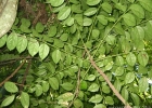 <i>Phyllanthus riedelianus</i> MÃ¼ll. Arg.  [Phyllanthaceae]