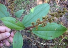 <i>Miconia valtheri</i> Naudin [Melastomataceae]
