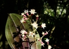 <i>Leandra echinata</i> Cogn. [Melastomataceae]