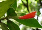 <i>Nematanthus fissus</i> (Vell.) L.E. Skog [Gesneriaceae]