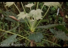 <i>Oreopanax fulvum</i> Marchal [Araliaceae]