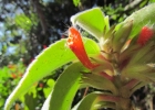 <i>Nematanthus fissus</i> (Vell.) L.E. Skog [Gesneriaceae]