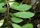 <i>Nematanthus fissus</i> (Vell.) L.E. Skog [Gesneriaceae]